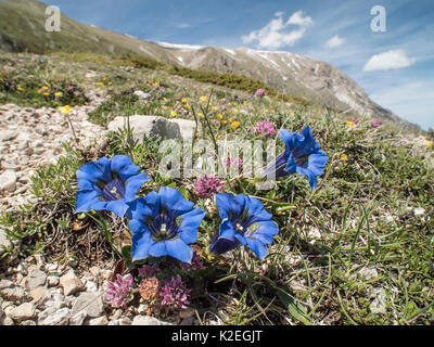 Apennine trumpet gentian (Gentiana dinarica) photographed on the slopes of Mount Vettore, Umbria, Italy, May. Stock Photo
