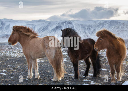 Icelandic horses, Austur Landeyjar, Iceland Stock Photo