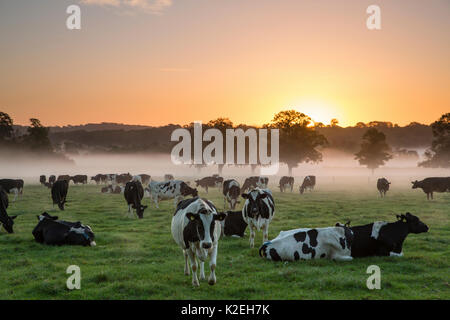 Cows in a field at dawn, with mist rising, Milborne Port, Somerset, England, UK, October 2014. Stock Photo