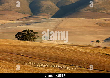 Rolling farmland in the Overberg region near Villiersdorp, Western Cap, South Africa, December 2014. Stock Photo