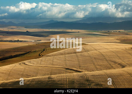 Rolling farmland in the Overberg region near Villiersdorp, Western Cape, South Africa. December 2014. Stock Photo