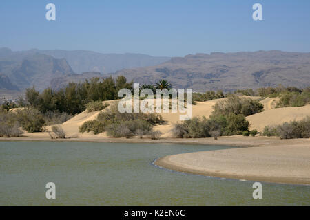 La Charca lagoon, an oasis within a large area of sand dunes, Maspalomas. Gran Canaria, UNESCO Biosphere Reserve, Gran Canaria. Canary Islands. May 2016. Stock Photo