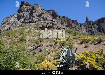 Gran Canaria broom (Teline microphylla) bushes flowering and a Century plant (Agave americana) below Roque Nublo, a volcanic basaltic monolith. Gran Canaria UNESCO Biosphere Reserve, Gran Canaria. Canary Islands., May 2016. Stock Photo
