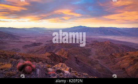 Sunrise over Death Valley (from Corkscrew Peak) with Cottontop cactus  (Echinocactus polycephalus). View extending all the way to Badwater  (center left near the horizon), the Mesquite Dunes  (right), and Telescope Peak  (the highest point). Death Valley National Park, California, USA, November 2014. Stock Photo