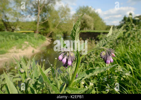 Common comfrey (Symphytum officinale) flowering on the banks of the River Avon, Lacock, Wiltshire, UK, May. Stock Photo