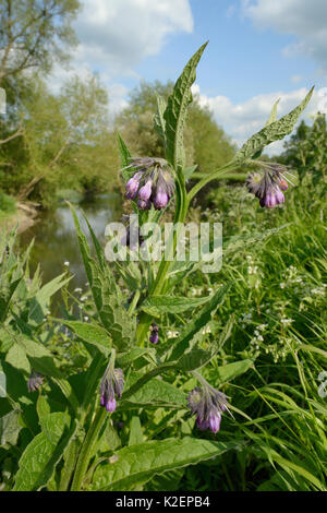 Common comfrey (Symphytum officinale) flowering on the banks of the River Avon, Lacock, Wiltshire, UK, May. Stock Photo