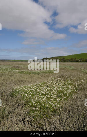 English scurvy-grass / Long-leaved scurvy grass (Cochlearia anglica) flowering on saltmarsh beside a tidal creek, Camel estuary, Wadebridge, Cornwall, UK, April. Stock Photo