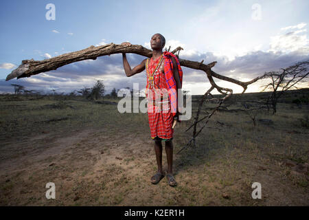Maasai man collecting wood for fuel, Mara region, Kenya, September 2013. Stock Photo