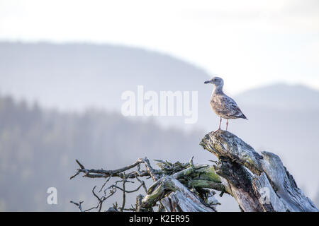 Juvenile Glaucous-winged gull (Larus glaucescens) sitting on a dead tree trunk at the beach of Port Renfrew on Vancouver Island, British Columbia, Can