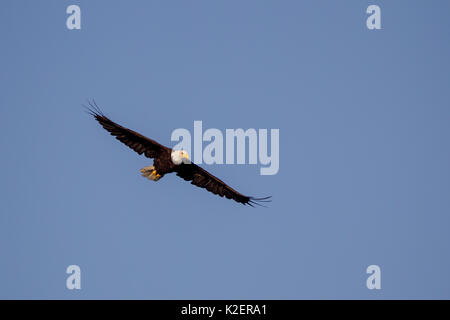 Bald eagle (Haliaeetus leucocephalus) in flight over Port Renfrew on Vancouver Island, British Columbia, Canada. Stock Photo