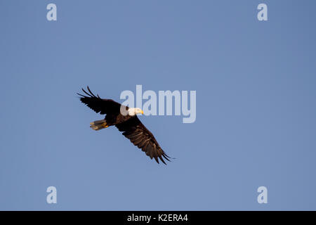 Bald eagle (Haliaeetus leucocephalus) in flight over Port Renfrew on Vancouver Island, British Columbia, Canada. Stock Photo