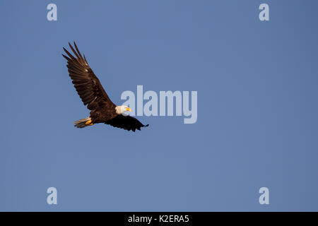 Bald eagle (Haliaeetus leucocephalus) in flight over Port Renfrew on Vancouver Island, British Columbia, Canada. Stock Photo