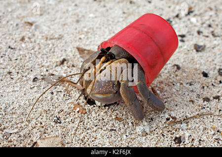 Terrestrial Hermit crab, Coenobita brevimanus, using a red bottle cap ...