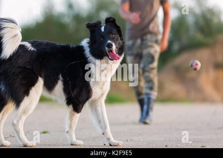 young man plays with a border collie outdoors Stock Photo