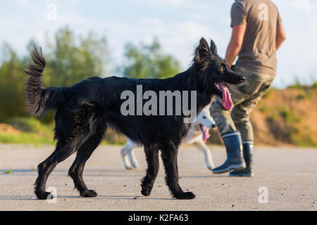 young man plays with a black hybrid dog and a white German shepherd outdoors Stock Photo