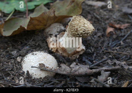 Phallus impudicus (common stinkhorn) mushroom in autumn leaves Stock Photo