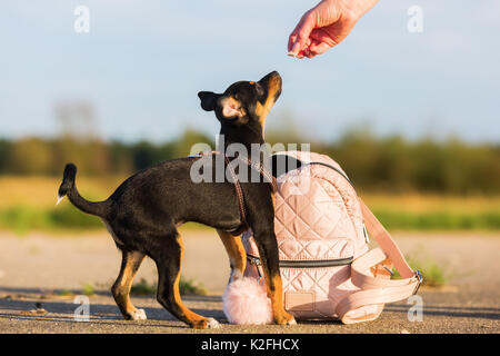 picture of a woman who gives a pinscher hybrid puppy a treat Stock Photo