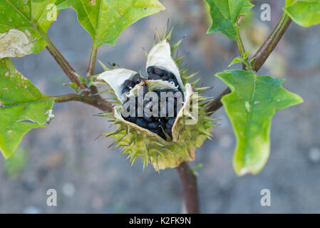 Jimson weed (Datura stramonium) Stock Photo