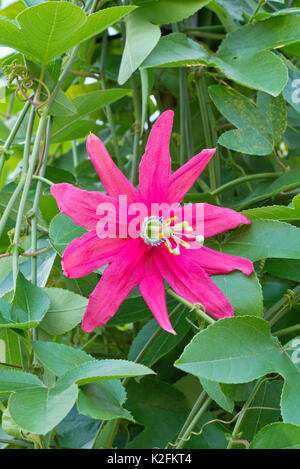 Passion flower (Passiflora manicata) Stock Photo