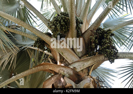 Bismarck palm (Bismarckia nobilis 'Silver') Stock Photo