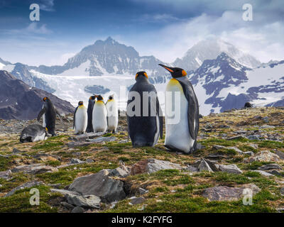 Low angle view of a group of king penguins standing in front of dramatic snow-capped mountains on South Georgia Island in the South Atlantic Ocean. Stock Photo