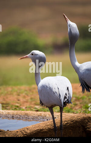 Two blue cranes (Grus paradisea) Drinking at Waterhole, South Africa, Kruger Stock Photo