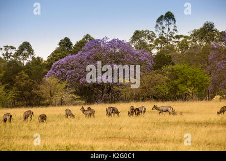 Herd of Waterbucks standing in Savannah of Mlilwane Wildlife Sanctuary, Swaziland, Africa Stock Photo