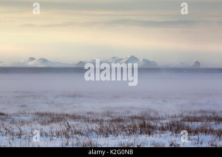 Blizzard storm in southern Iceland lashing the grassland, partly ...