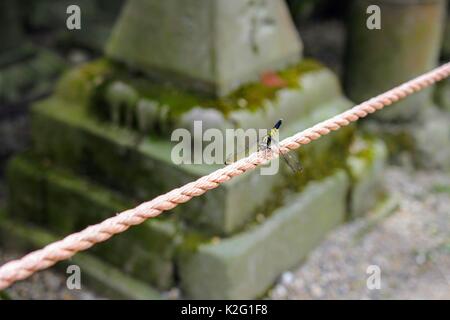 Dragon fly resting on a rope. Stock Photo