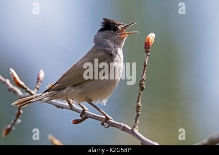 Eurasian Blackcap (Sylvia atricapilla)  male on song post , singing Stock Photo