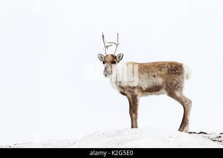 Reindeer (Rangifer tarandus), calf  in snowdrift Stock Photo