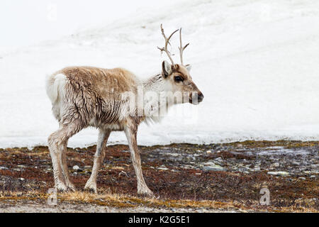 Reindeer (Rangifer tarandus), calf  in snowdrift Stock Photo