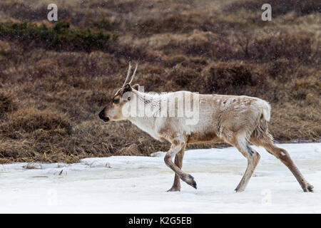 Reindeer (Rangifer tarandus), calf in snowdrift Stock Photo