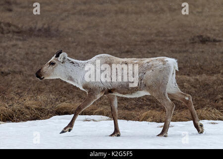 Reindeer (Rangifer tarandus) female, cow in snowdrift Stock Photo