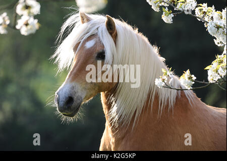 Haflinger Horse. Portrait of adult mare next to a flowering cherry tree. Germany Stock Photo