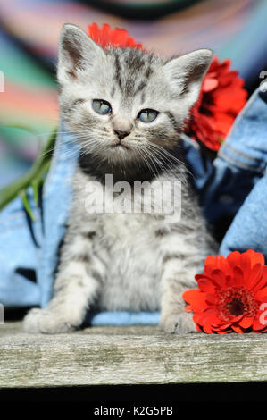 Domestic cat, European Shorthair. Kitten looking out from denim trousers, with red Gerbera flowers. Germany Stock Photo