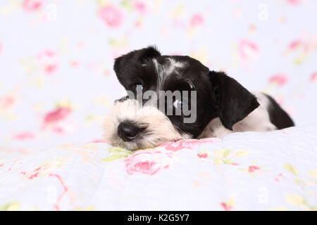 Parti-colored Miniature Schnauzer. Puppy lying on a blanket with with flower print. Germany Stock Photo