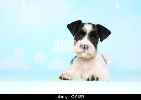 Parti-colored Miniature Schnauzer. Puppy lying, seen against a light blue background. Germany Stock Photo