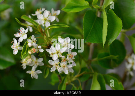 Mahaleb Cherry, St. Lucie Cherry (Prunus mahaleb), flowering twig Stock Photo