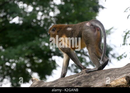 Central African Golden bellied mangabey (Cercocebus chrysogaster) in a tree. Native to the rain forests of the Congo Stock Photo