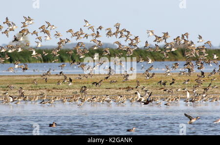 Large flock of European Golden plovers (Pluvialis apricaria) in flight. Stock Photo