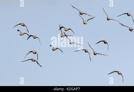 Small flock of European Golden plovers (Pluvialis apricaria) in flight. Stock Photo