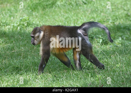 Central African Golden bellied mangabey (Cercocebus chrysogaster), native to the rain forests of the Congo Stock Photo