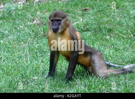 Recling juvenile Central African Golden bellied mangabey (Cercocebus chrysogaster), native to the rain forests of the Congo Stock Photo