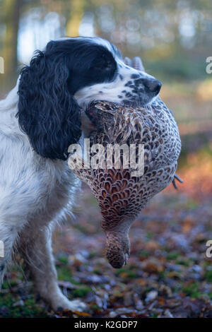 Spaniel gundog holding a dead female Ring-necked pheasant (Phasianus colchicus) in its mouth during a winter shoot on shooting estate, southern England, UK. January.