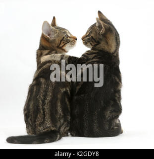 Tabby kittens, Picasso and Smudge,  with paws on each other's shoulders. Stock Photo