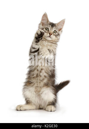 Silver tabby kitten, Loki, 11 weeks, standing with paws raised. Stock Photo