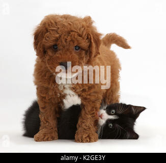 Black-and-white kitten, Solo, 7 weeks, playing with F1b toy Cavapoo (Cavalier King Charles Spaniel cross Poodle) puppy. Stock Photo