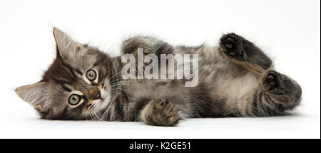 Tabby kitten, Squidge, 10 weeks, lying on his side. Stock Photo