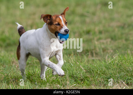 Young Jack Russell terrier running across a field carrying a blue ball in his mouth, Redbrook, Monmouthshire, Wales, UK, August. Stock Photo